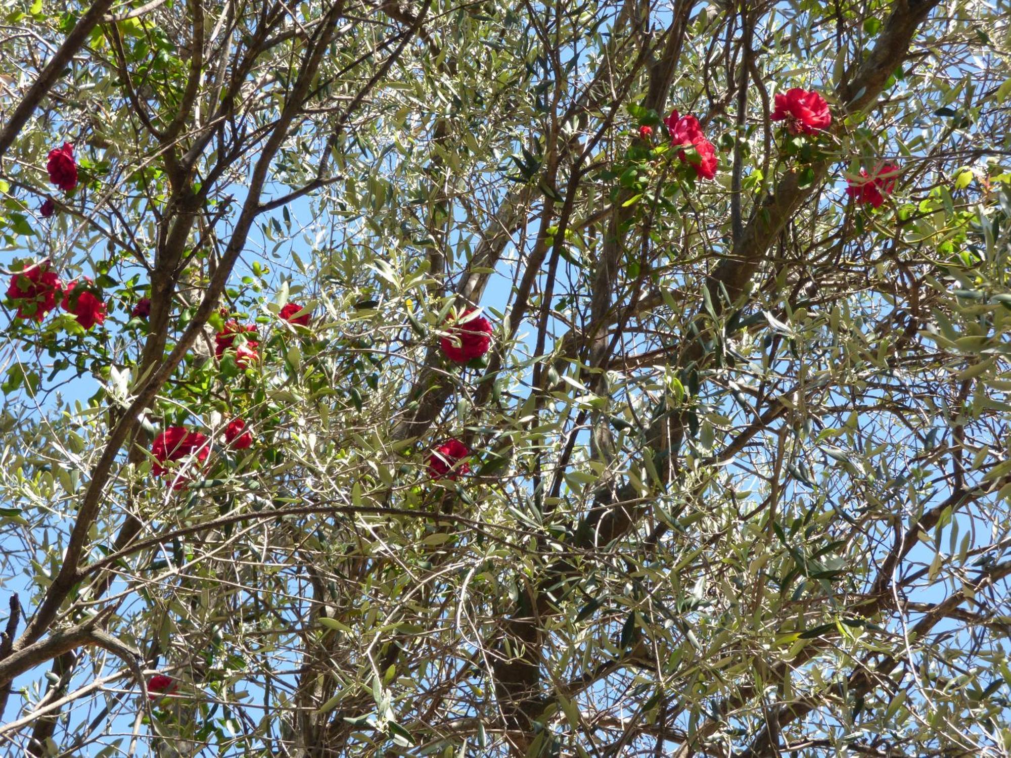 Apartment Cezanne With Heated Pool And Private Garden Chateauneuf-Grasse 외부 사진